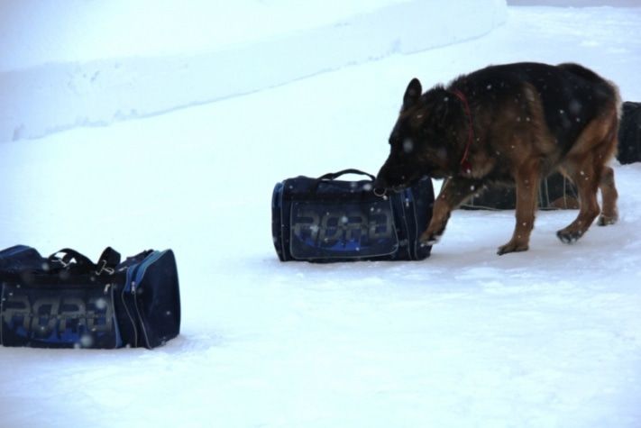 Томские новости, Томским студентам показали, как работают служебные собаки (ФОТО) Томским студентам показали, как работают служебные собаки (ФОТО)
