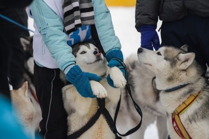 Конкурсы и акции, Томские новости, В Томске определят самый быстрый &laquo;снежный хвост&raquo; В Томске определят самый быстрый &laquo;снежный хвост&raquo;