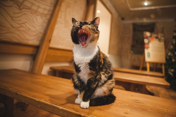 Предприятия Томска и области, Томские новости, В Томске начали выпускать экологически чистый наполнитель для кошачьих туалетов В Томске начали выпускать экологически чистый наполнитель для кошачьих туалетов