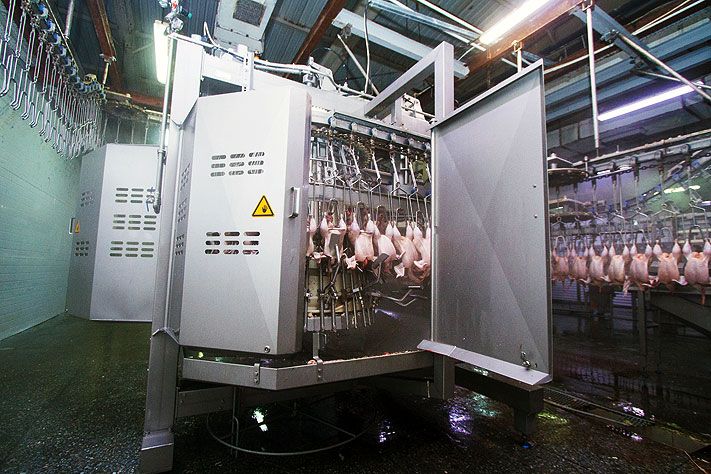 Сибагро, Томские новости, Птицефабрика «Томская» увеличила объемы производства в два раза Птицефабрика «Томская» увеличила объемы производства в два раза