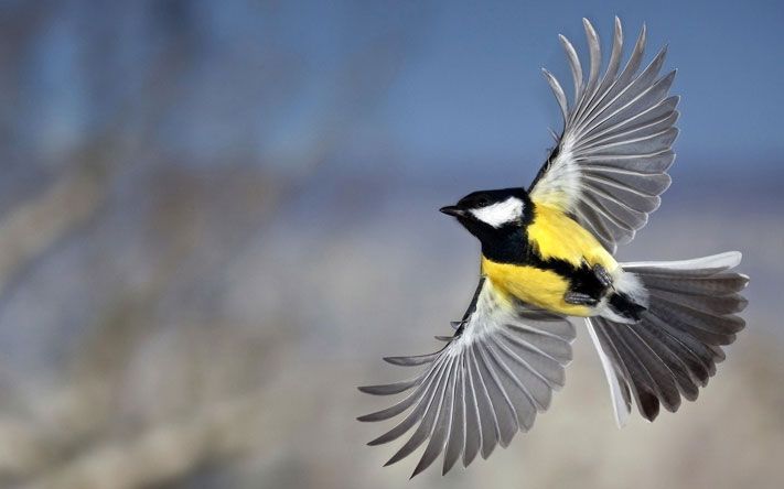 В. Рудский. Заметки фенолога.Птичьи запевы