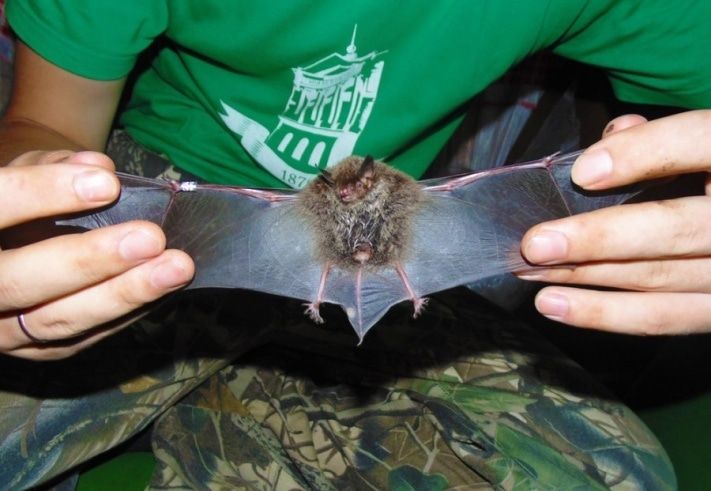 Образование и наука, Томские новости, Томские ученые нашли три новых вида клещей, которые паразитируют на летучих мышах Томские ученые нашли три новых вида клещей, которые паразитируют на летучих мышах