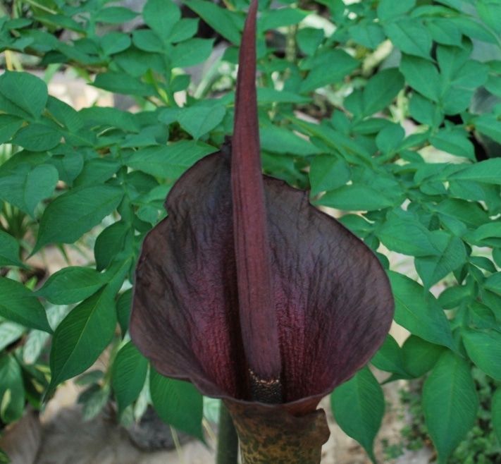 Конкурсы и акции, Томские новости, В Ботаническом саду зацвели вонючие &laquo;дьявольские языки&raquo; В Ботаническом саду зацвели вонючие &laquo;дьявольские языки&raquo;