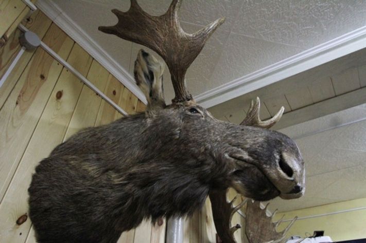 Природа, Томские новости, В Томской области разрешили добывать лося, северного оленя и зайца-беляка В Томской области разрешили добывать лося, северного оленя и зайца-беляка