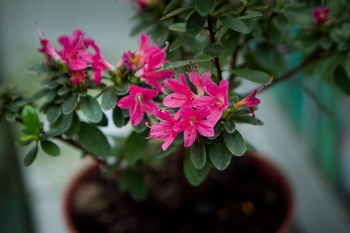 Томские новости, В Ботаническом саду впервые расцвели три сорта азалий В Ботаническом саду впервые расцвели три сорта азалий