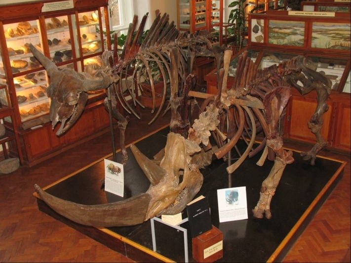 Образование и наука, Томские новости, Томский ученый рассчитал стадии роста и развития шерстистого носорога Томский ученый рассчитал стадии роста и развития шерстистого носорога