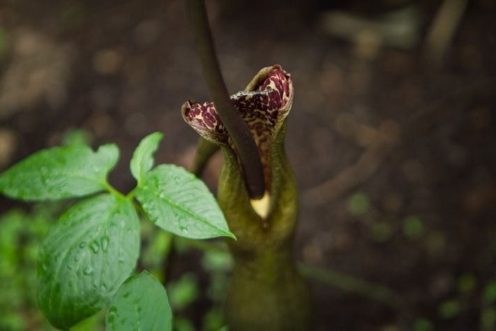 Томские новости, В Сибирском Ботаническом саду зацвела &laquo;горячая&raquo; &laquo;лилия вуду&raquo; В Сибирском Ботаническом саду зацвела &laquo;горячая&raquo; &laquo;лилия вуду&raquo;