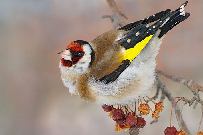 В. Рудский. Заметки фенолога.Приближается весеннее тепло