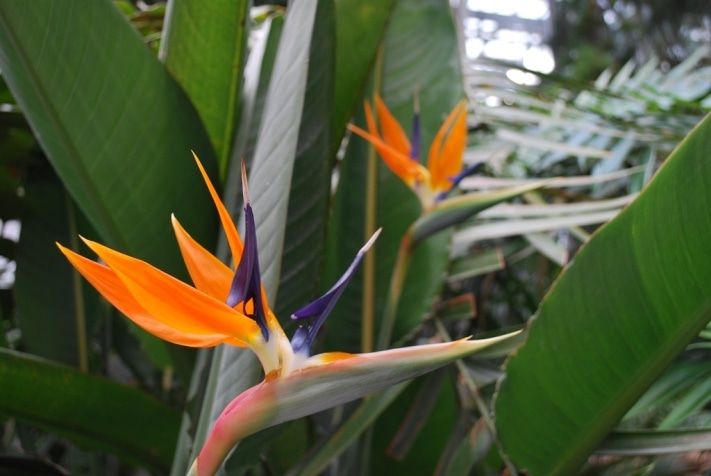 Томские новости, В Ботаническом саду зацвели &laquo;райские птицы&raquo; (ФОТО) В Ботаническом саду зацвели &laquo;райские птицы&raquo; (ФОТО)