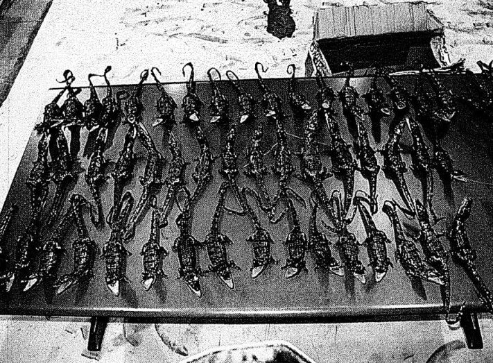 Томские новости, Томские таможенники изъяли более 70 чучел детенышей мадагаскарских крокодилов Томские таможенники изъяли более 70 чучел детенышей мадагаскарских крокодилов