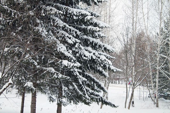 В. Рудский. Заметки фенолога.Весна снежная