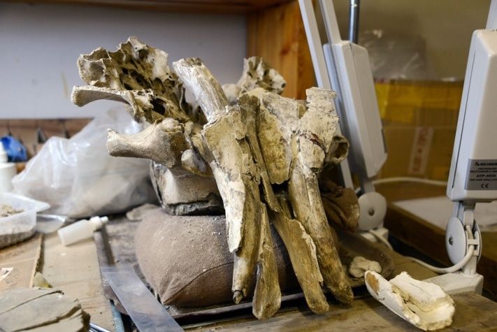 Образование и наука, Томские новости, Мамонты вымерли из-за минерального голодания &mdash; томские ученые Мамонты вымерли из-за минерального голодания &mdash; томские ученые