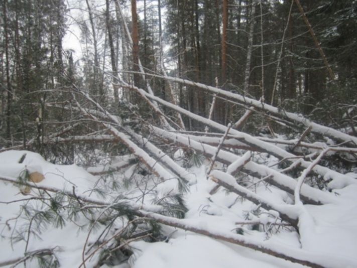 Природа, Томские новости, В Томском районе неизвестные срубили элитных сосен на 3 млн рублей В Томском районе неизвестные срубили элитных сосен на 3 млн рублей