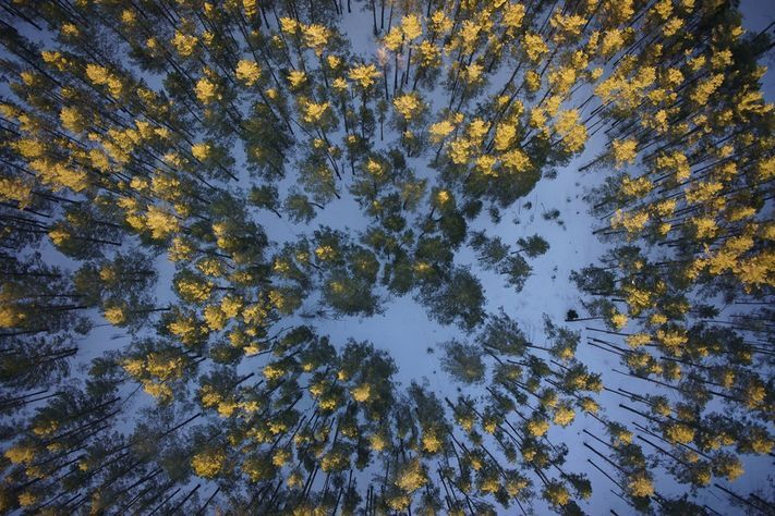 Образование и наука, Томские новости, Ученые ТГУ запустили беспилотник, который будет считать лосей в Калтайском заказнике (ФОТО) Ученые ТГУ запустили беспилотник, который будет считать лосей в Калтайском заказнике (ФОТО)