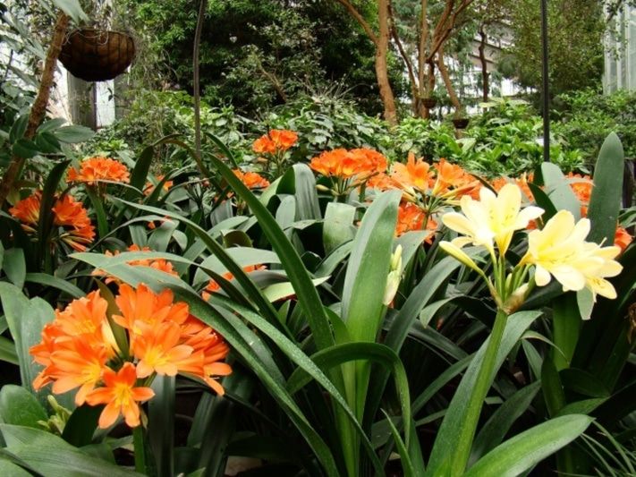 Томские новости, В Ботаническом саду зацвела обладательница премии Королевского садоводческого общества (ФОТО) В Ботаническом саду зацвела обладательница премии Королевского садоводческого общества (ФОТО)