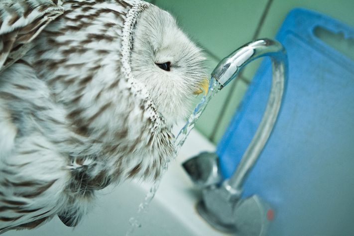 Томские новости, Зоологи ТГУ вылечили сову, которая столкнулась с машиной (ФОТО) Зоологи ТГУ вылечили сову, которая столкнулась с машиной (ФОТО)