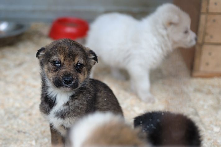 Городское благоустройство, Томские новости, &laquo;Верный друг&raquo; будет отлавливать бродячих собак в Томске &laquo;Верный друг&raquo; будет отлавливать бродячих собак в Томске