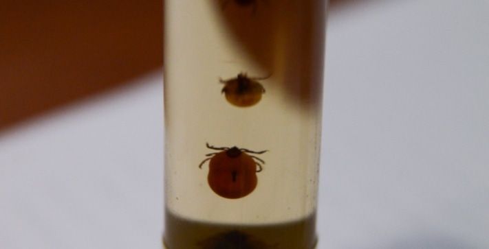 Образование и наука, Томские новости, В Томске завелся клещ из Горной Шории В Томске завелся клещ из Горной Шории