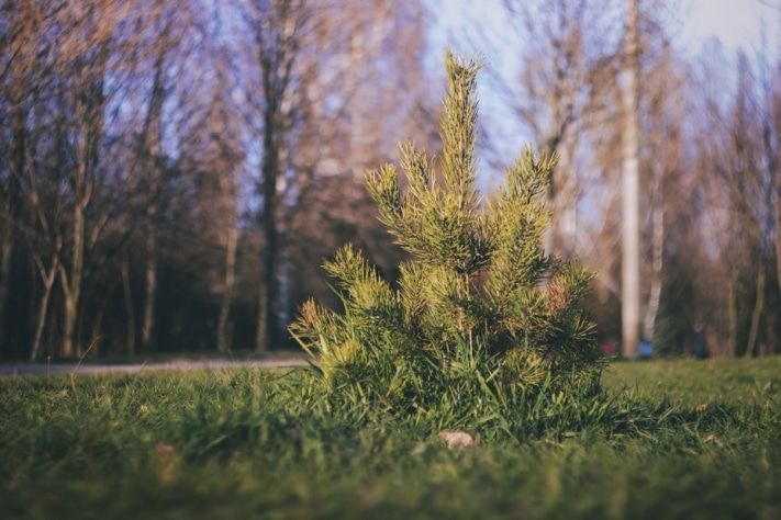 Конкурсы и акции, Томские новости, Физкультурники высадят около 100 сосен возле стадиона ТГУ Физкультурники высадят около 100 сосен возле стадиона ТГУ