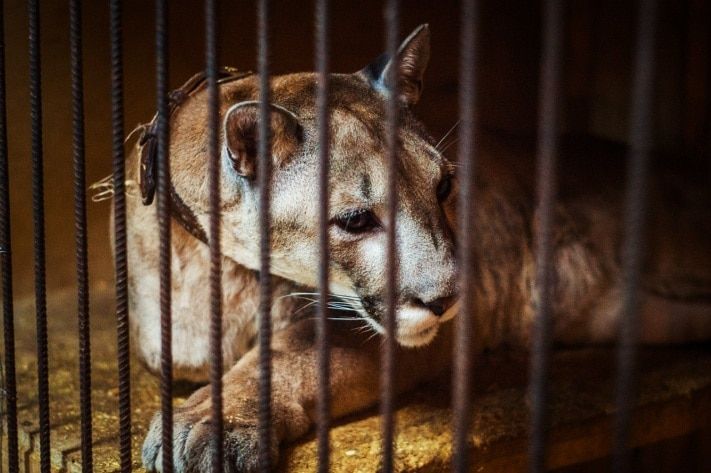 Томские новости, Ушла из жизни основательница томского мини-зоопарка &laquo;Тотем&raquo; Мария Вторушина Ушла из жизни основательница томского мини-зоопарка &laquo;Тотем&raquo; Мария Вторушина