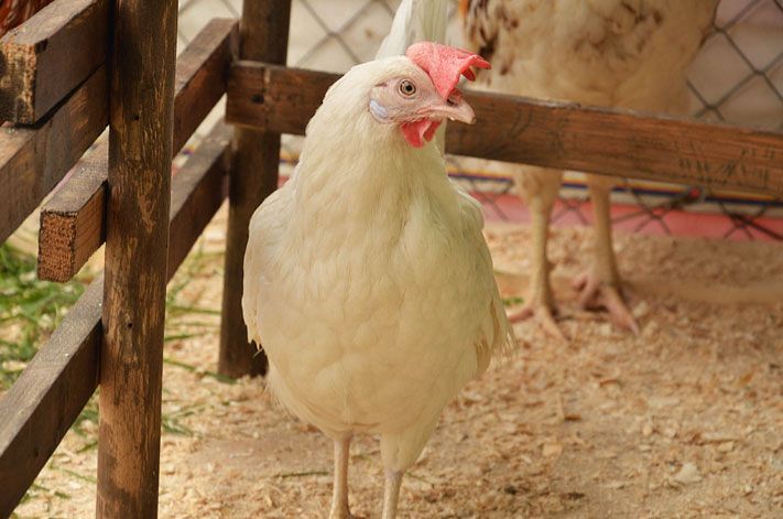 Сибагро, Томские новости, При поддержке Сибирской Аграрной Группы в парке &laquo;Околица&raquo; открылась мини-ферма При поддержке Сибирской Аграрной Группы в парке &laquo;Околица&raquo; открылась мини-ферма