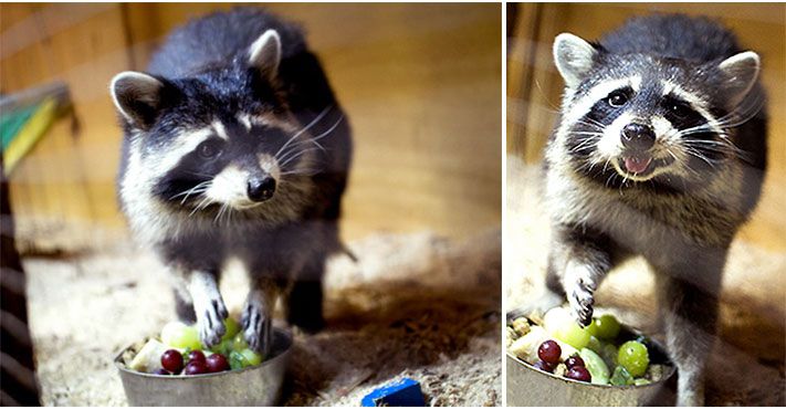 Томские новости, Енотиха Фиона из томского Центра &laquo;Тотем&raquo; стала живым талисманом студентов ТГУ Енотиха Фиона из томского Центра &laquo;Тотем&raquo; стала живым талисманом студентов ТГУ