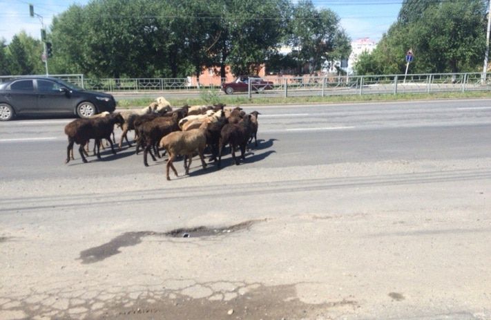 Происшествия, Томские новости, По Томску бегает стадо баранов По Томску бегает стадо баранов