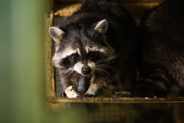 Конкурсы и акции, Томские новости, ТГУ объявил конкурс на лучшую фотографию с енотом Фионой и ее друзьями ТГУ объявил конкурс на лучшую фотографию с енотом Фионой и ее друзьями