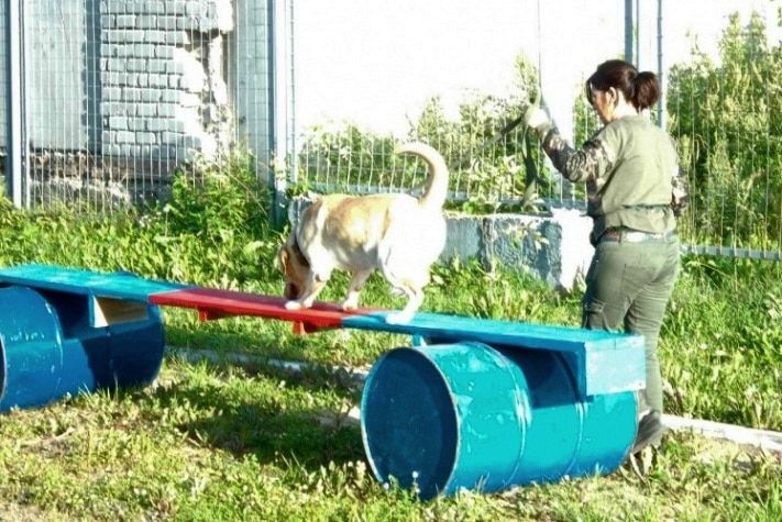 Томские новости, В Томске открылась площадка для тренировки собак-спасателей В Томске открылась площадка для тренировки собак-спасателей
