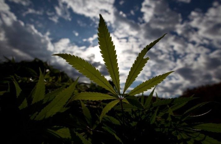 Томские новости, В Томской области уничтожили 23 тонны дикой конопли В Томской области уничтожили 23 тонны дикой конопли