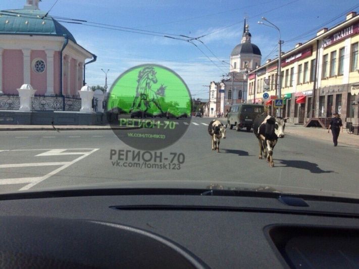 Томские новости, Корова с теленком прогулялись по центру Томска Корова с теленком прогулялись по центру Томска