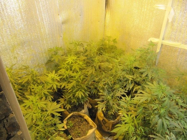 Криминал, Томские новости, Томские наркополицейские нашли наркобункер с голландской коноплей (ФОТО) Томские наркополицейские нашли наркобункер с голландской коноплей (ФОТО)