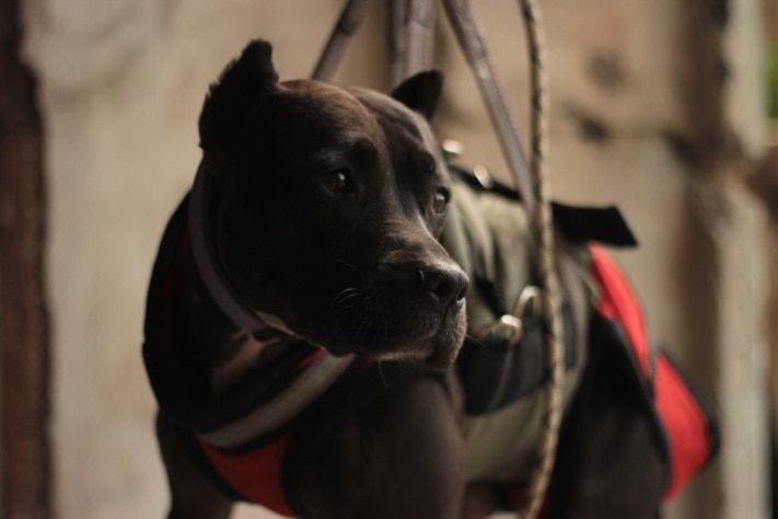 Томские новости, Догхантеры отравили собаку-спасателя в Томске Догхантеры отравили собаку-спасателя в Томске