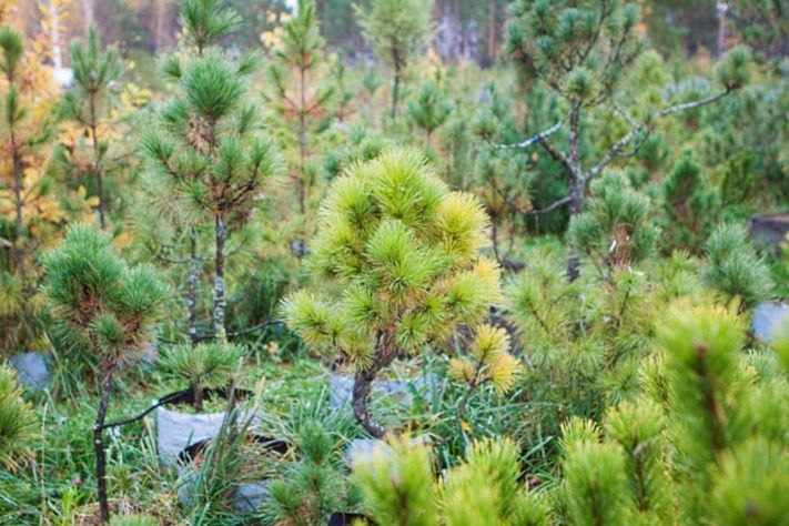 Городское благоустройство, Томские новости, Более 2 000 сосен и кедров высадили в томском Академгородке Более 2 000 сосен и кедров высадили в томском Академгородке