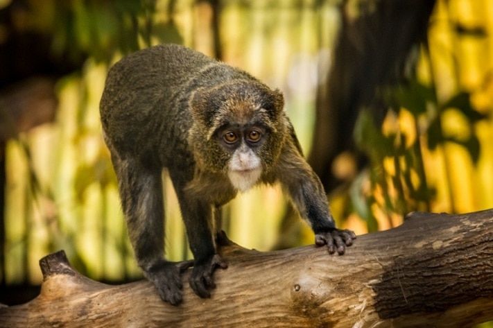 Томские новости, Самец мартышки Браза приедет в Северск из Новосибирска, чтобы создать семью Самец мартышки Браза приедет в Северск из Новосибирска, чтобы создать семью
