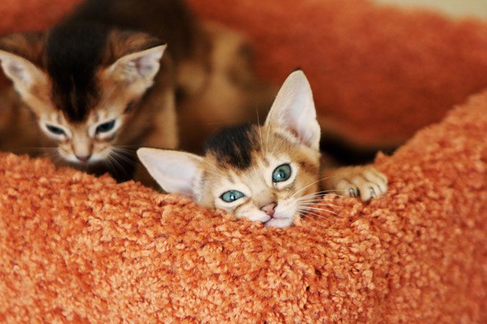 Выбор редакции.Лучшее за неделю на &laquo;Томском Обзоре&raquo;.14&mdash;18 сентября 2015 года