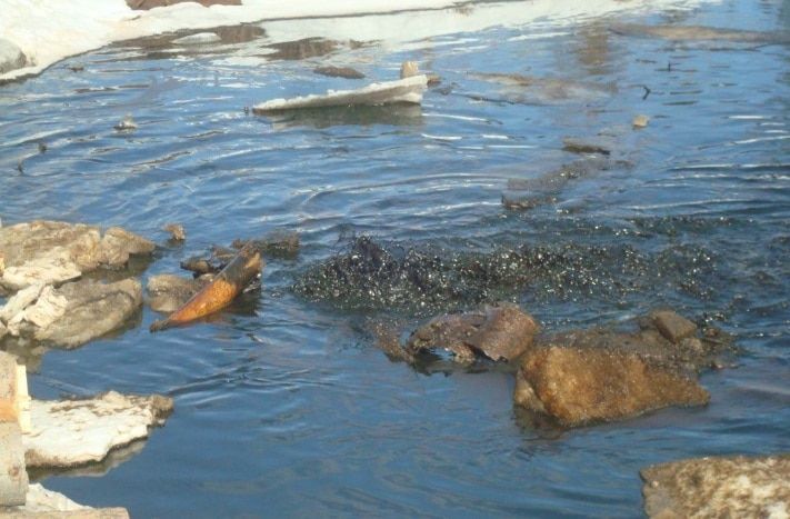 Образование и наука, Томские новости, Томские ученые создали технологию очистки дна водоемов от нефти Томские ученые создали технологию очистки дна водоемов от нефти