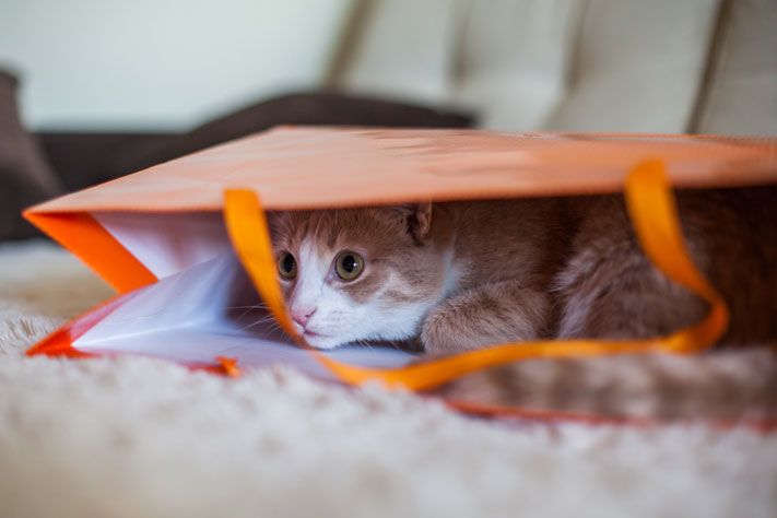 IT, Томские новости, база данных сельское хозяйство животные Сведения о томских коровах и хомяках занесут в онлайн-базу