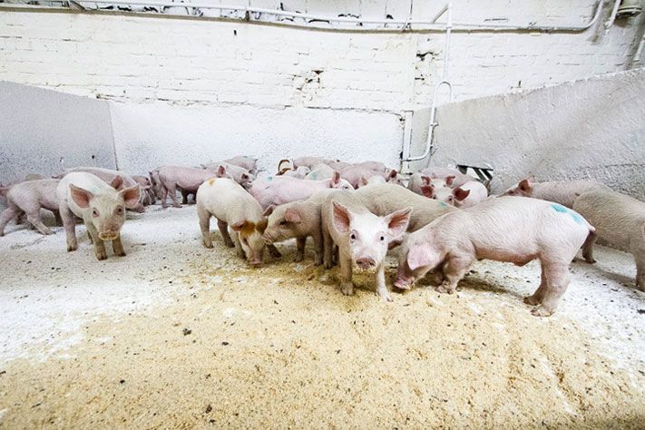 Новый дом для поросят.Что сейчас происходит на свинокомплексе «Томский»?