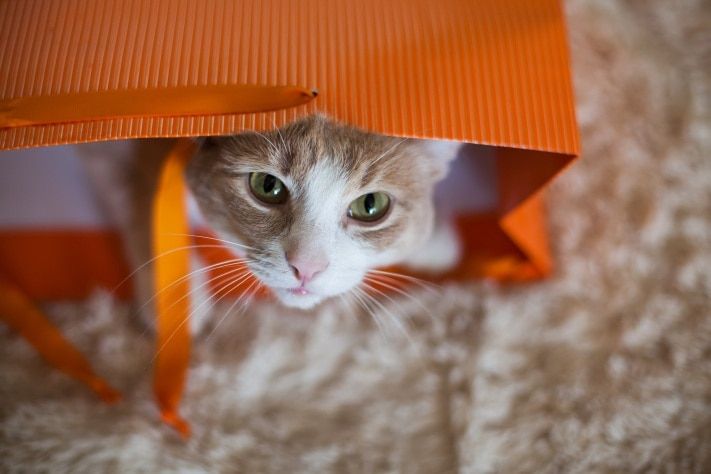 Выбор редакции. Лучшее за неделю на &laquo;Томском Обзоре&raquo;. 19&mdash;23 октября