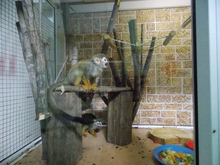 Конкурсы и акции, Томские новости, Томичам предлагают придумать имя для двух беличьих обезьян Томичам предлагают придумать имя для двух беличьих обезьян