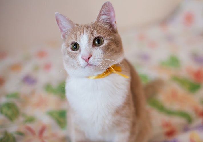 Выбор редакции. Лучшее за неделю на &laquo;Томском Обзоре&raquo;.2&mdash;6 ноября