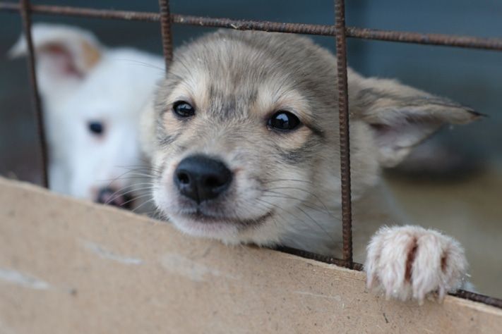 Томские новости, В Томске &laquo;Верный друг&raquo; отловил более 1,8 тыс. бродячих собак В Томске &laquo;Верный друг&raquo; отловил более 1,8 тыс. бродячих собак