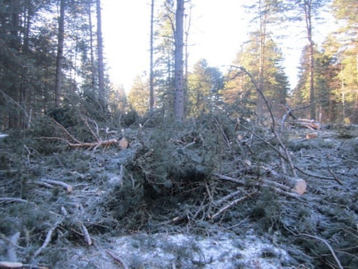 Происшествия, Томские новости, В кедровнике Томской области незаконно вырубили деревьев на 8 млн рублей В кедровнике Томской области незаконно вырубили деревьев на 8 млн рублей