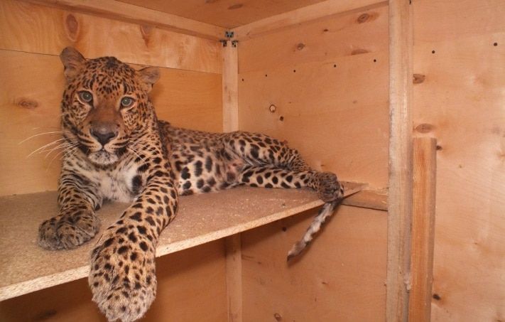 Томские новости, Томичам предлагают решить судьбу приюта-зоопарка &laquo;Тотем&raquo; Томичам предлагают решить судьбу приюта-зоопарка &laquo;Тотем&raquo;