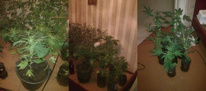 Томские новости, В Томской области судебные приставы нашли в квартире должника &laquo;плантацию&raquo; конопли В Томской области судебные приставы нашли в квартире должника &laquo;плантацию&raquo; конопли