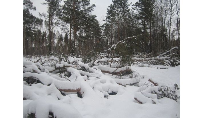 Природа, Томские новости, Под Томском &laquo;черные лесорубы&raquo; вырубили сосен на 2,5 млн рублей Под Томском &laquo;черные лесорубы&raquo; вырубили сосен на 2,5 млн рублей