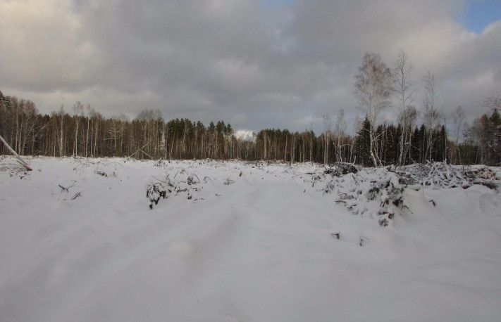 Томские новости, В Томской области собирают подписи против вырубки леса в Кожевниковском районе В Томской области собирают подписи против вырубки леса в Кожевниковском районе