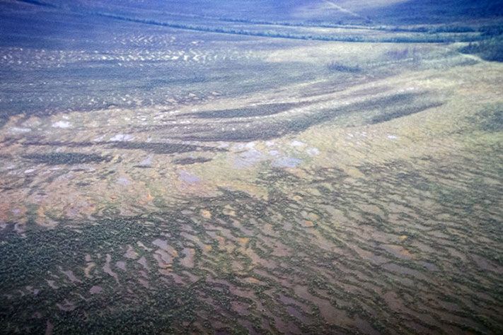 Томские новости, Томские ученые будут курировать исследования в Васюганском заповеднике Томские ученые будут курировать исследования в Васюганском заповеднике