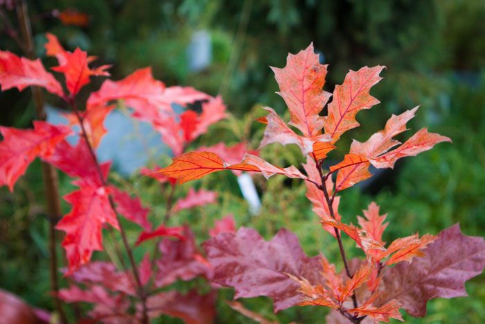 Томские новости, Томская область признана одним из самых экологически благополучных регионов России Томская область признана одним из самых экологически благополучных регионов России